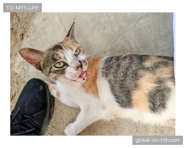 趣味花絮:卡利亚里主场出现一只流浪猫,导致比赛暂停一分钟 趣味花絮:卡利亚里主场出现一只流浪猫,导致比赛暂停一分钟